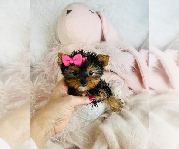 Medium Photo #22 Yorkshire Terrier Puppy For Sale in PEMBROKE PINES, FL, USA