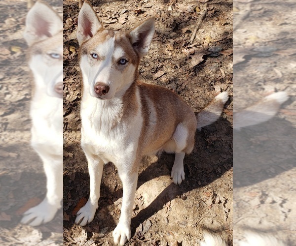 Medium Photo #1 Siberian Husky Puppy For Sale in SANDY HOOK, KY, USA