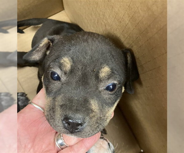 Medium Photo #1 American Pit Bull Terrier Puppy For Sale in Corpus Christi, TX, USA