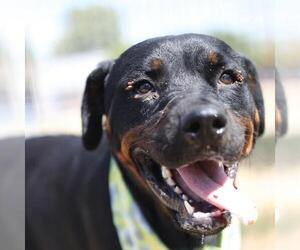 Rottweiler-Unknown Mix Dogs for adoption in San Antonio, TX, USA