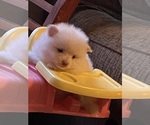 Small Photo #2 Pomeranian Puppy For Sale in ROCHESTER, NY, USA