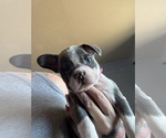 Small #2 French Bulldog