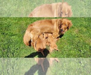 Mother of the Golden Retriever puppies born on 03/31/2022
