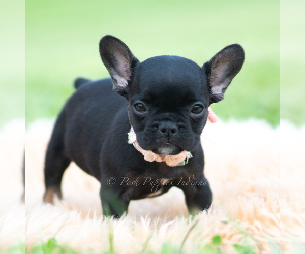 Medium Photo #59 French Bulldog Puppy For Sale in WARSAW, IN, USA