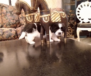 Mal-Shi Puppy for sale in CLEMENTON, NJ, USA