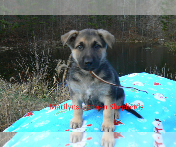 Medium Photo #4 German Shepherd Dog Puppy For Sale in PIEDMONT, MO, USA
