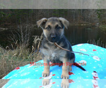 Small #3 German Shepherd Dog