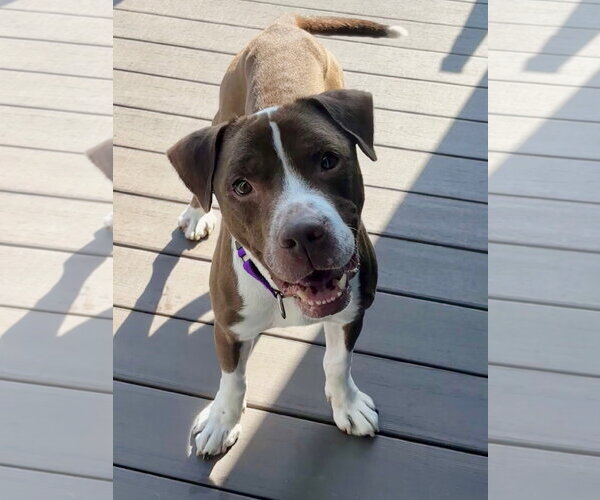 Medium Photo #4 Mutt Puppy For Sale in Crete, IL, USA