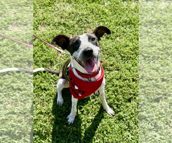 Medium Photo #7 Mutt Puppy For Sale in Oakhurst, NJ, USA