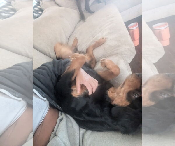 Medium Photo #8 Labrottie Puppy For Sale in Holly Springs, NC, USA