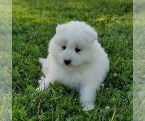 Samoyed Puppy for sale in WITHEE, WI, USA