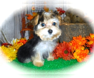 Yorkshire Terrier Puppy for sale in HAMMOND, IN, USA