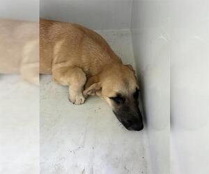 Black Mouth Cur-Unknown Mix Dogs for adoption in Houston, TX, USA