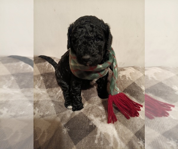 Medium Photo #1 Springerdoodle Puppy For Sale in MONTELLO, WI, USA