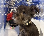 Small #23 Schnauzer (Miniature)