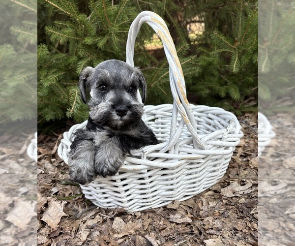 Medium Photo #3 Schnauzer (Miniature) Puppy For Sale in MIDDLEBURY, IN, USA