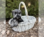 Small #2 Schnauzer (Miniature)