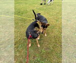 Small #5 German Shepherd Dog