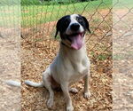 Small #2 Labrador Retriever Mix