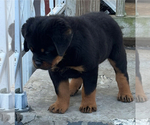 Small #7 Rottweiler