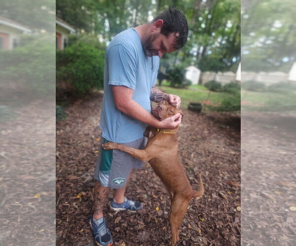 Medium Photo #8 American Pit Bull Terrier-Staffordshire Bull Terrier Mix Puppy For Sale in Fuquay-Varina, NC, USA