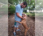 Small Photo #8 American Pit Bull Terrier-Staffordshire Bull Terrier Mix Puppy For Sale in Fuquay-Varina, NC, USA