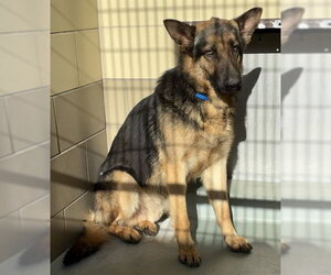 German Shepherd Dog Dogs for adoption in Riverside, CA, USA