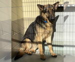 Small German Shepherd Dog
