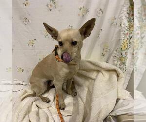 Chihuahua Dogs for adoption in Modesto, CA, USA