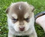Small #3 Pomsky