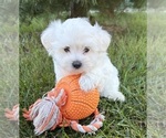 Image preview for Ad Listing. Nickname: Freddie