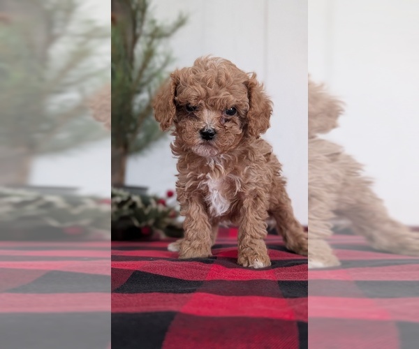Medium Photo #8 Cavapoo (Miniature) Puppy For Sale in GOSHEN, IN, USA