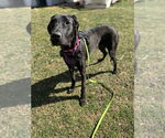 Small #5 Great Dane-Labrador Retriever Mix
