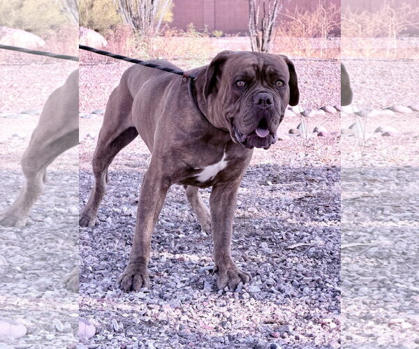 Medium Photo #3 Dogue de Bordeaux Puppy For Sale in Goodyear, AZ, USA