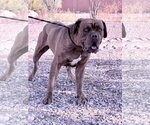 Small #2 Dogue de Bordeaux