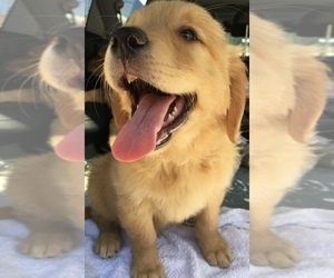 Golden Retriever Puppy for sale in SANTA ANA, CA, USA