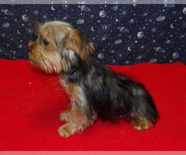 Medium Photo #13 Yorkshire Terrier Puppy For Sale in PATERSON, NJ, USA