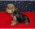 Small #1 Yorkshire Terrier