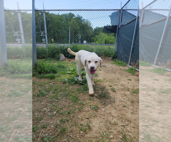Medium Photo #1 Mutt Puppy For Sale in Evansville, IN, USA