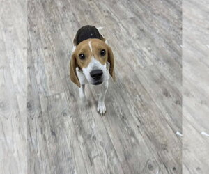 Beagle Dogs for adoption in Murfreesboro, NC, USA