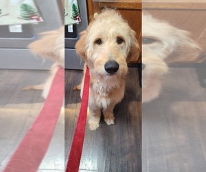 Goldendoodle Puppy for sale in BROOKLYN PARK, MN, USA