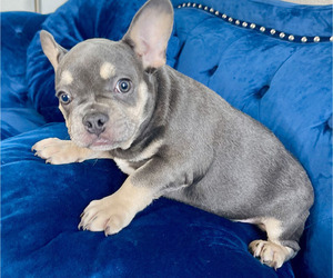 French Bulldog Puppy for sale in ANDERSONVILLE, TN, USA