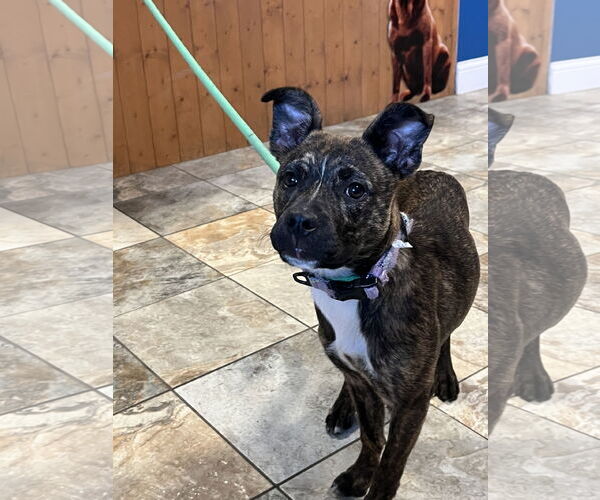 Medium Photo #2 Puggle Puppy For Sale in Montello, WI, USA