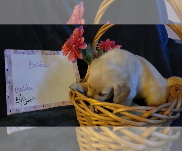 Medium Photo #17 Golden Retriever Puppy For Sale in VOORHEES, NJ, USA