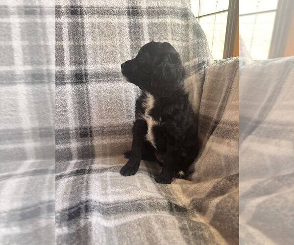 Medium Photo #16 Cavapoo (Miniature) Puppy For Sale in SPRING HILL, TN, USA