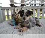 Small Photo #3 Australian Cattle Dog-English Shepherd Mix Puppy For Sale in HONEY BROOK, PA, USA