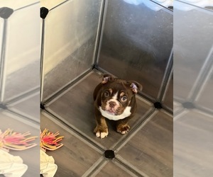 Bulldog Puppy for Sale in ONTARIO, California USA