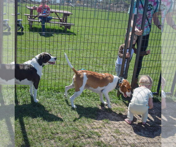 Medium Photo #6 Labbe Puppy For Sale in Huntley, IL, USA