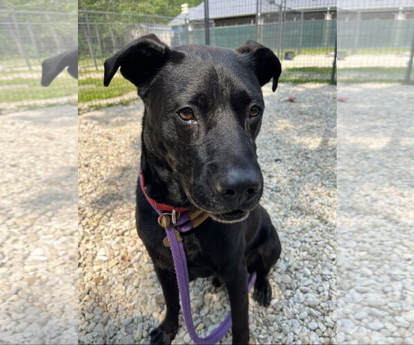 Medium Photo #1 Black Mouth Cur-Unknown Mix Puppy For Sale in Jackson , NJ, USA