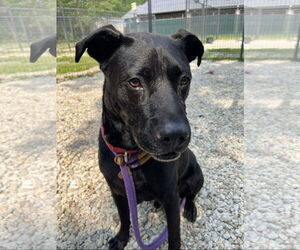 Black Mouth Cur-Unknown Mix Dogs for adoption in Jackson , NJ, USA